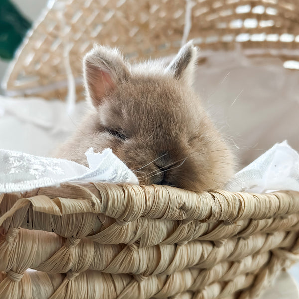 Fawn - SM - 07/08/25 - Sir Snickerdoodle - Male - Netherland Dwarf Rabbit