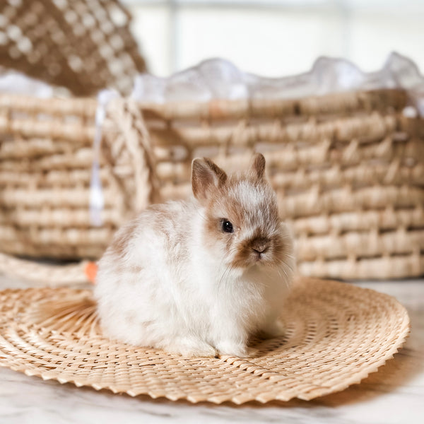 Broken Orange (white/orange) - XS - 07/08/25 - Prince Doodlebug - Male - Netherland Dwarf Rabbit