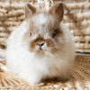 Broken Orange (white/orange) - XS - 07/08/25 - Prince Doodlebug - Male - Netherland Dwarf Rabbit