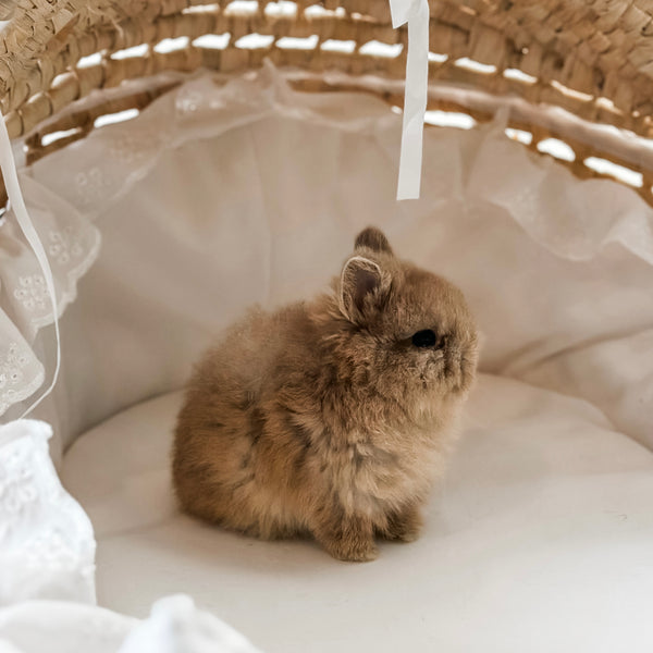 Fawn - SM - 07/08/25 - Sir Snickerdoodle - Male - Netherland Dwarf Rabbit