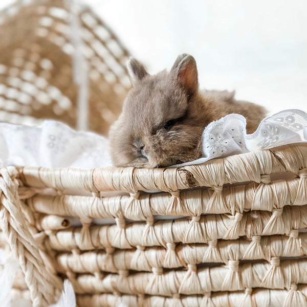 Fawn - SM - 07/08/25 - Sir Snickerdoodle - Male - Netherland Dwarf Rabbit