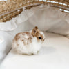 Broken Orange (white/orange) - XS - 07/08/25 - Prince Doodlebug - Male - Netherland Dwarf Rabbit