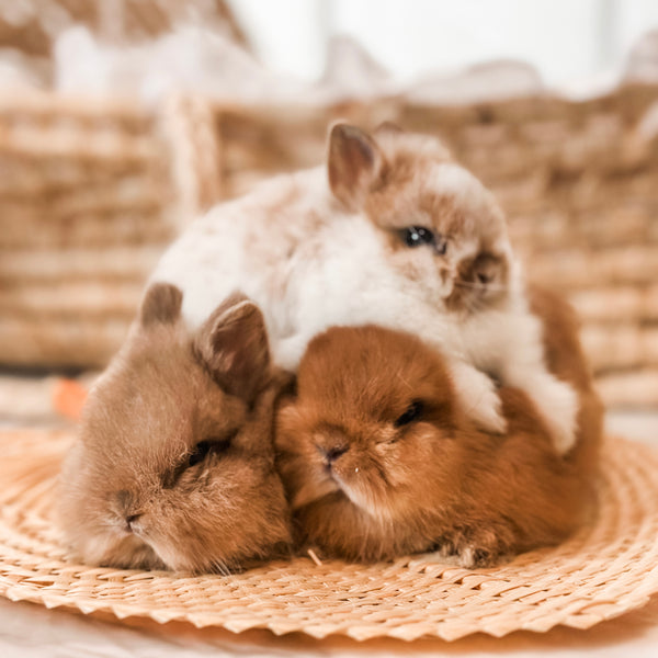 Fawn - SM - 07/08/25 - Sir Snickerdoodle - Male - Netherland Dwarf Rabbit