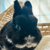 Black & Tan (Black Otter Vienna Marked)- Adult - Major Mochabun - Male - Netherland Dwarf Rabbit