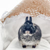 Black & Tan (Black Otter)- Adult - Darla - Female - Netherland Dwarf Rabbit