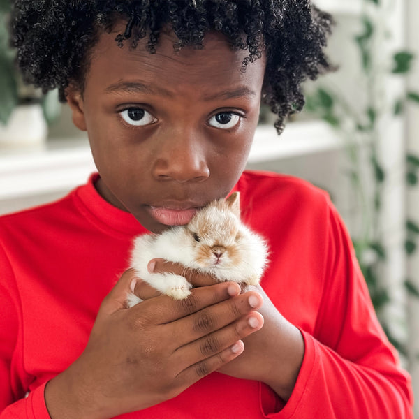 Broken Orange (white/orange) - XS - 07/08/25 - Prince Doodlebug - Male - Netherland Dwarf Rabbit