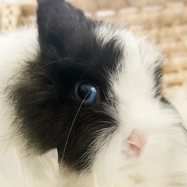 Black & White (VM) - Adult - Lady Double Stuff - Female - Fuzzy Netherland Dwarf Rabbit