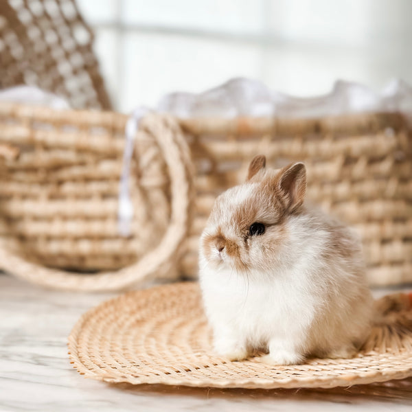 Broken Orange (white/orange) - XS - 07/08/25 - Prince Doodlebug - Male - Netherland Dwarf Rabbit