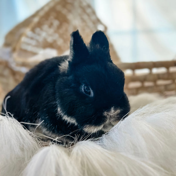Black & Tan (Black Otter Vienna Marked)- Adult - Major Mochabun - Male - Netherland Dwarf Rabbit