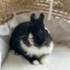 Black & White (Vienna Marked)- Adult - Professor Licorice - Male - Netherland Dwarf Rabbit