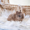 Fawn - SM - 07/08/25 - Sir Snickerdoodle - Male - Netherland Dwarf Rabbit