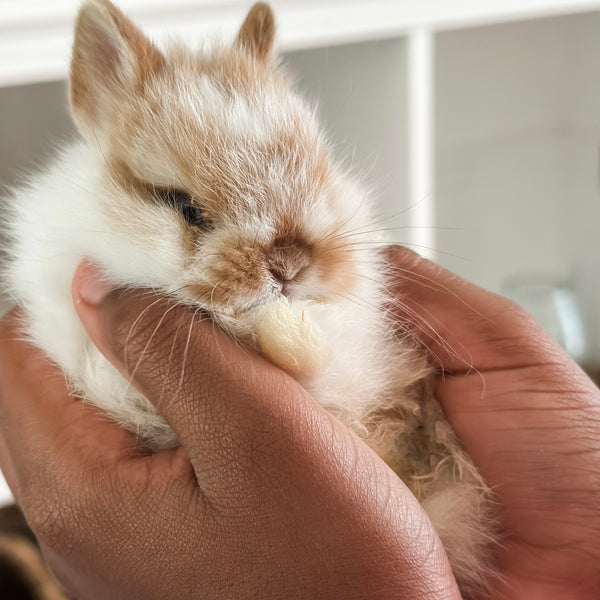 Broken Orange (white/orange) - XS - 07/08/25 - Prince Doodlebug - Male - Netherland Dwarf Rabbit