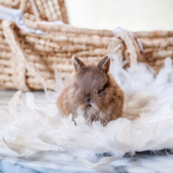 Fawn - SM - 07/08/25 - Sir Snickerdoodle - Male - Netherland Dwarf Rabbit