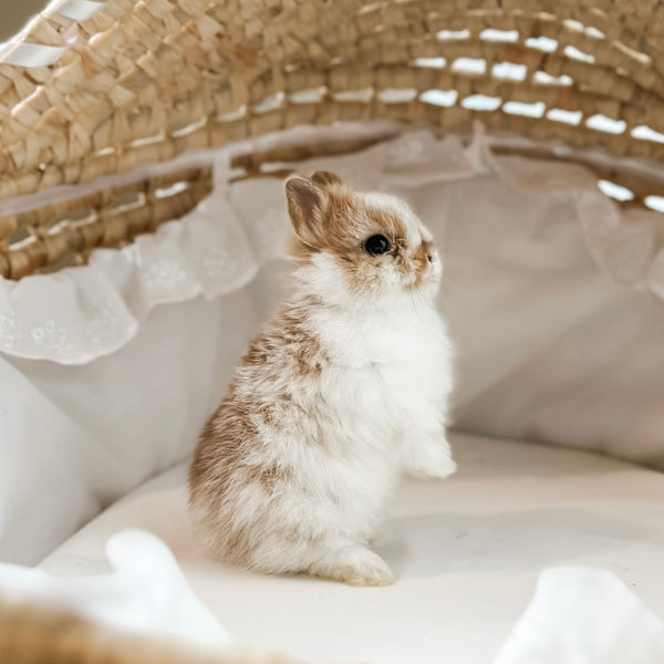Broken Orange (white/orange) - XS - 07/08/25 - Prince Doodlebug - Male - Netherland Dwarf Rabbit