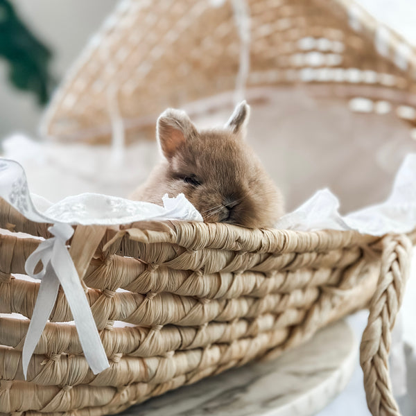 Fawn - SM - 07/08/25 - Sir Snickerdoodle - Male - Netherland Dwarf Rabbit