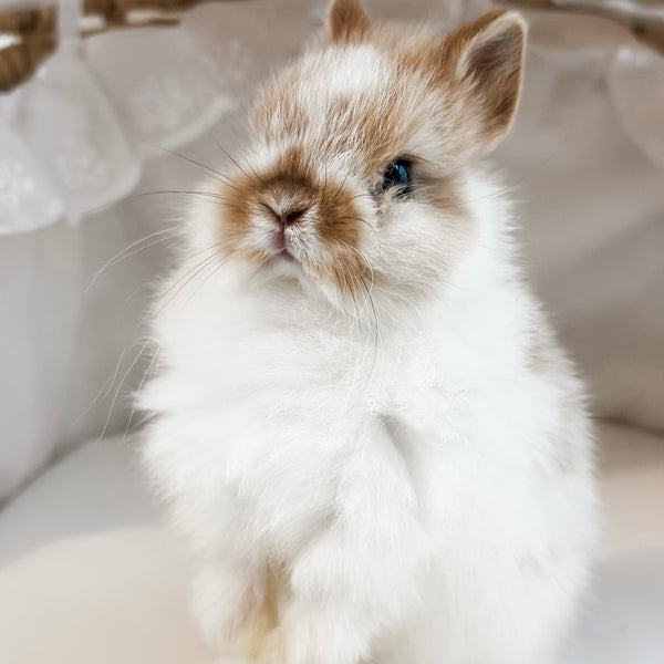 Broken Orange (white/orange) - XS - 07/08/25 - Prince Doodlebug - Male - Netherland Dwarf Rabbit