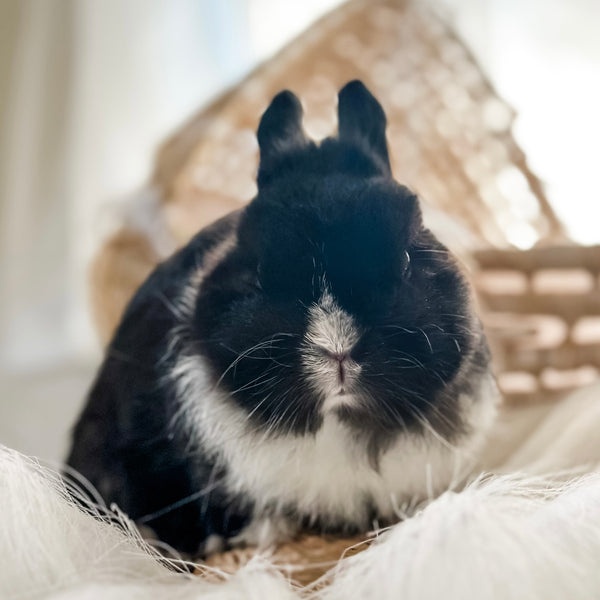 Black & White (Vienna Marked)- Adult - Professor Licorice - Male - Netherland Dwarf Rabbit