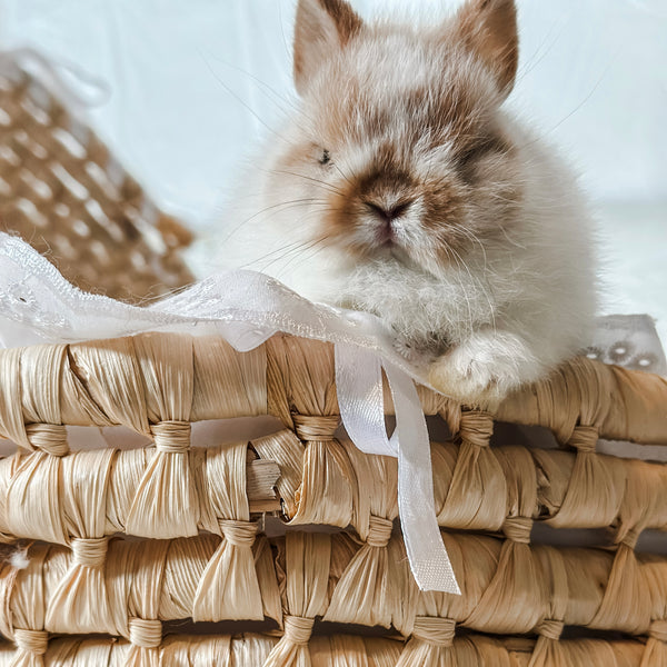 Broken Orange (white/orange) - XS - 07/08/25 - Prince Doodlebug - Male - Netherland Dwarf Rabbit