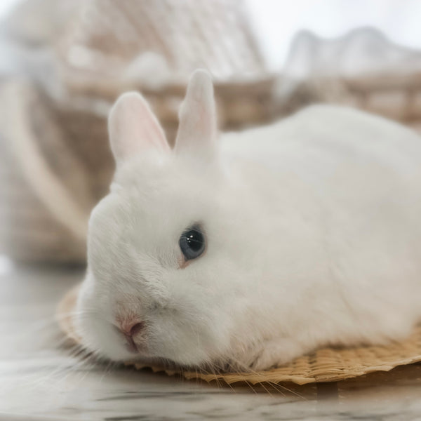 Blue Eyed White (BEW) - Adult - Duchess Vanilla Bean - Female - Netherland Dwarf Rabbit