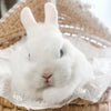 Blue Eyed White (BEW) - Adult - Duchess Vanilla Bean - Female - Netherland Dwarf Rabbit
