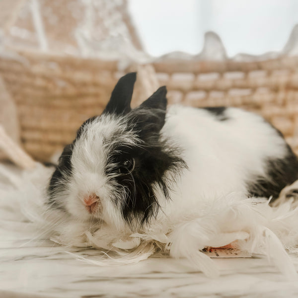 Black & White (VM) - Adult - Lady Double Stuff - Female - Fuzzy Netherland Dwarf Rabbit