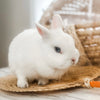 Blue Eyed White (BEW) - Adult - Duchess Vanilla Bean - Female - Netherland Dwarf Rabbit