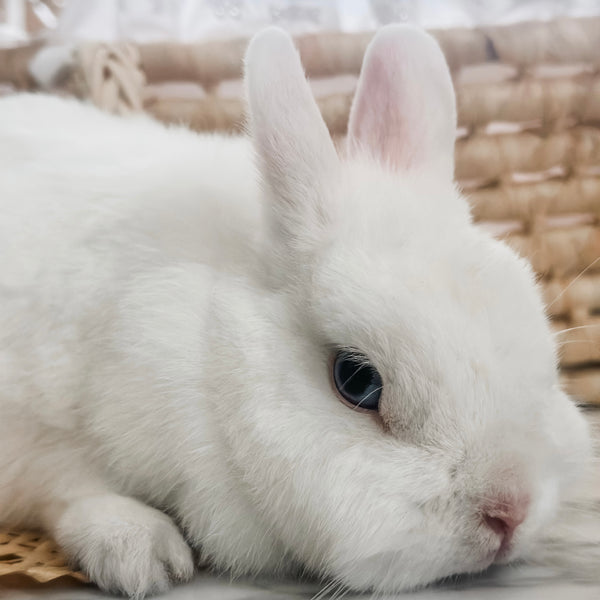 Blue Eyed White (BEW) - Adult - Duchess Vanilla Bean - Female - Netherland Dwarf Rabbit