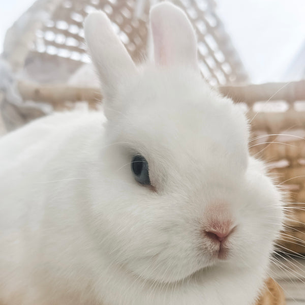 Blue Eyed White (BEW) - Adult - Duchess Vanilla Bean - Female - Netherland Dwarf Rabbit