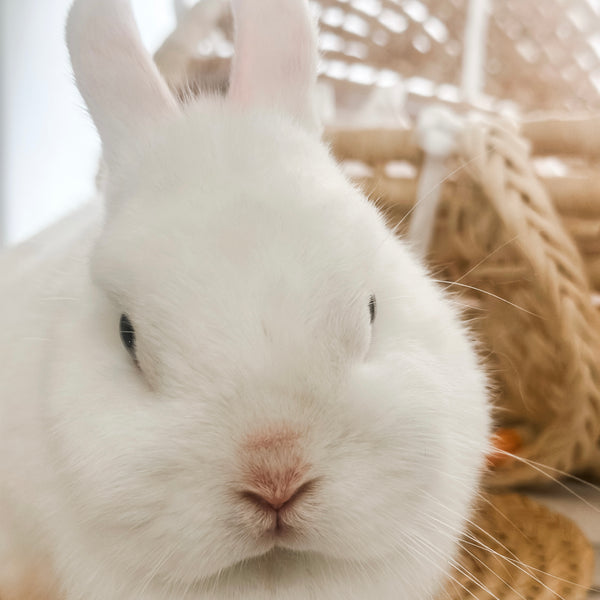 Blue Eyed White (BEW) - Adult - Duchess Vanilla Bean - Female - Netherland Dwarf Rabbit