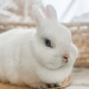 Blue Eyed White (BEW) - Adult - Duchess Vanilla Bean - Female - Netherland Dwarf Rabbit