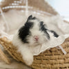 Black & White (VM) - Adult - Lady Double Stuff - Female - Fuzzy Netherland Dwarf Rabbit