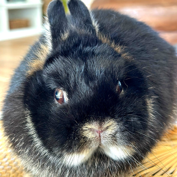 Black & Tan (Black Otter)- Adult - Darla - Female - Netherland Dwarf Rabbit