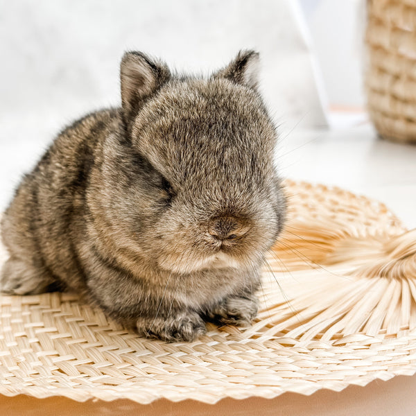 Adult Chestnut - SM - 04/03/23 - TULIP - Female - Netherland Dwarf Rabbit