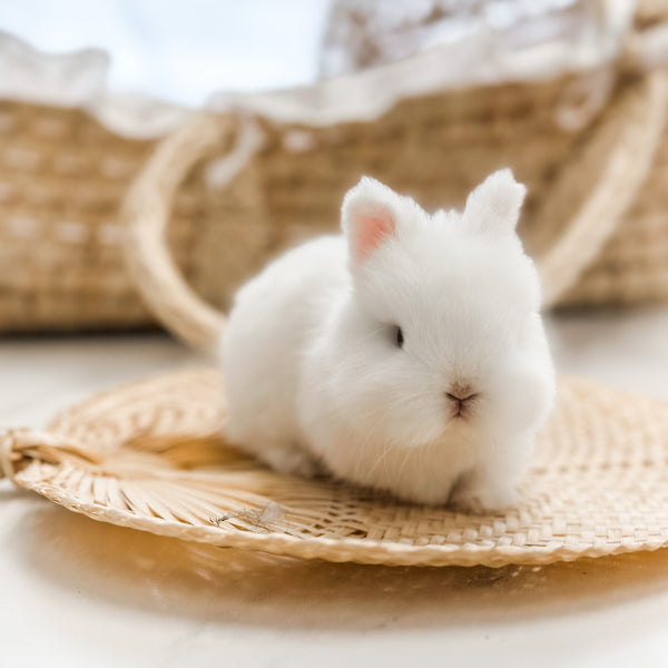 Blue Eyed White (BEW) - SM - 04/04/23 - RUSTY - Male - Netherland Dwarf Rabbit
