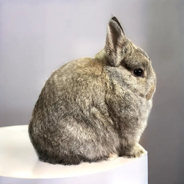 Adult Chestnut - SM - 04/03/23 - TULIP - Female - Netherland Dwarf Rabbit
