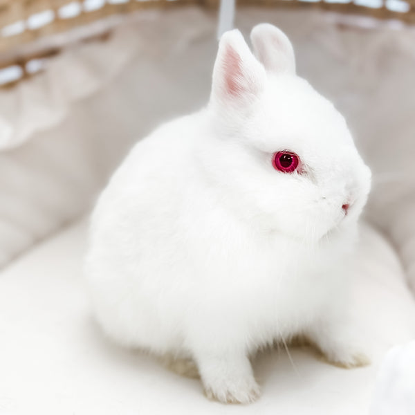 Ruby Eyed White (REW) - SM - 04/03/23 - ROSEY - Female - Netherland Dwarf Rabbit