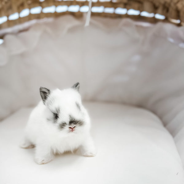 Broken Chestnut - XS - 04/03/23 - PETUNIA - Female - Netherland Dwarf Rabbit