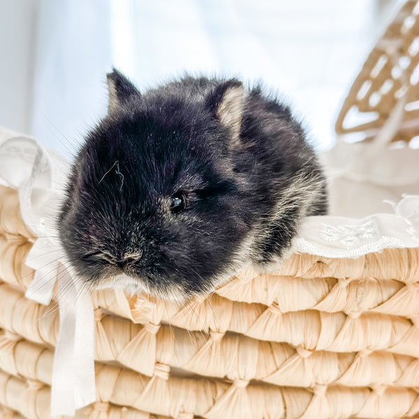 Black Otter - SM- 04/03/23 - IZZY - Female - Netherland Dwarf Rabbit