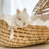 Blue Eyed White (BEW) - SM - 04/04/23 - RUSTY - Male - Netherland Dwarf Rabbit