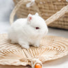 Ruby Eyed White (REW) - SM - 04/03/23 - ROSEY - Female - Netherland Dwarf Rabbit