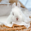 Ruby Eyed White (REW) - SM - 04/03/23 - ROSEY - Female - Netherland Dwarf Rabbit