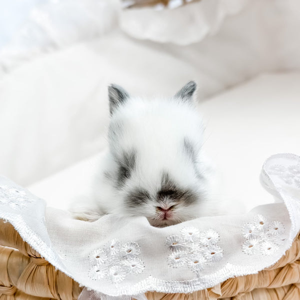 Broken Chestnut - XS - 04/03/23 - PETUNIA - Female - Netherland Dwarf Rabbit
