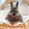 Adult Chestnut - SM - 04/03/23 - TULIP - Female - Netherland Dwarf Rabbit