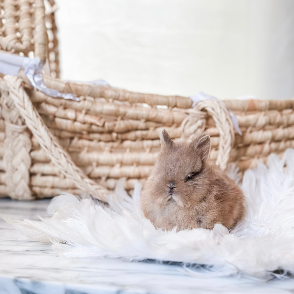Fawn - SM - 07/08/25 - Sir Snickerdoodle - Male - Netherland Dwarf Rabbit