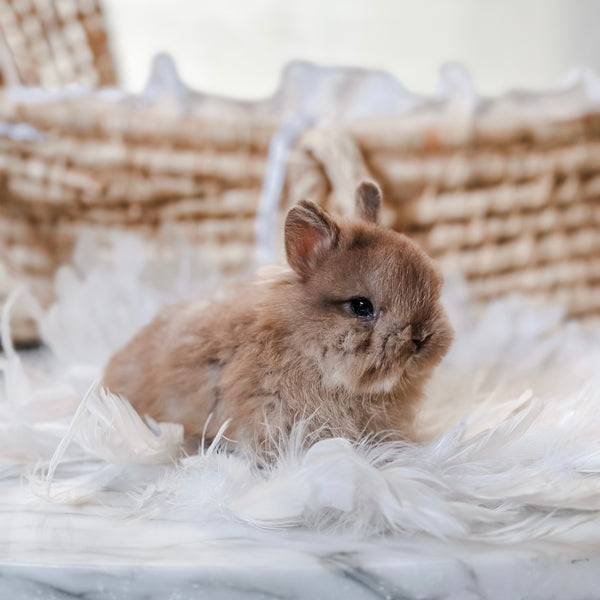 Fawn - SM - 07/08/25 - Sir Snickerdoodle - Male - Netherland Dwarf Rabbit