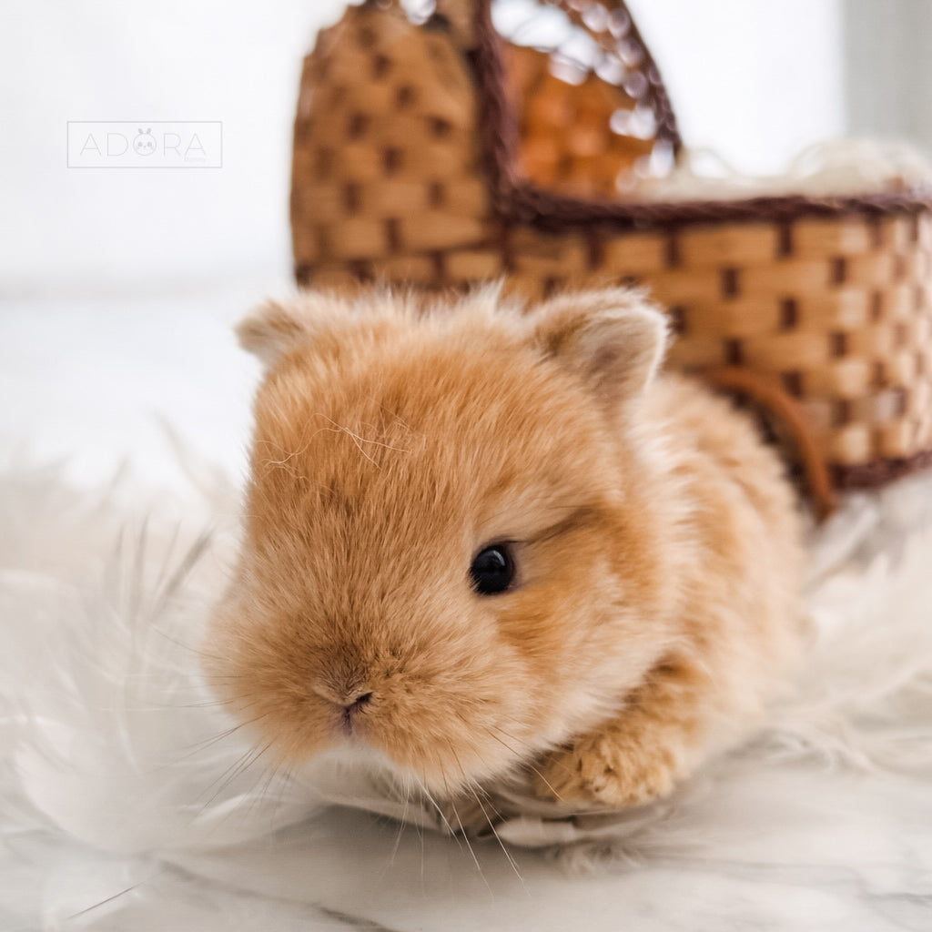 PIPPA - FEMALE