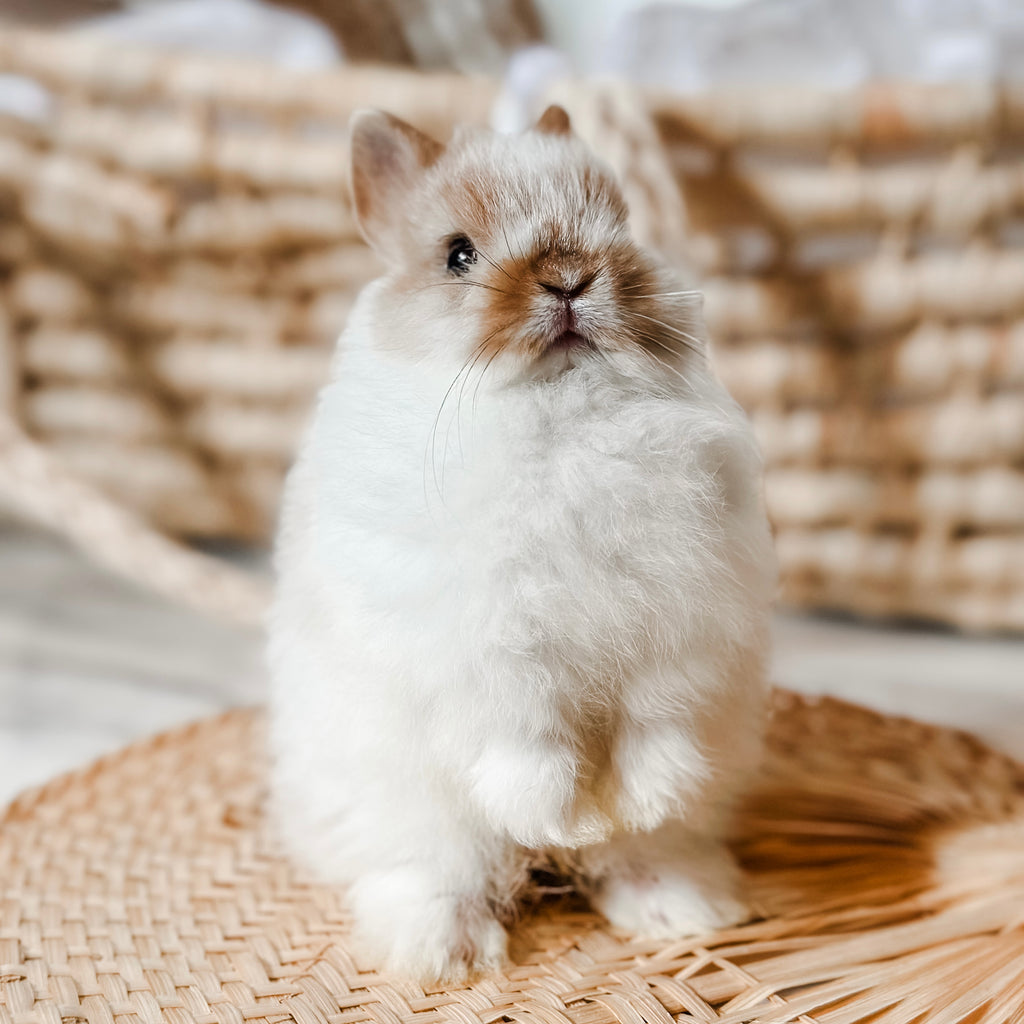 Broken Orange (white/orange) - XS - 07/08/25 - Prince Doodlebug - Male - Netherland Dwarf Rabbit