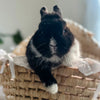 Black & White (Vienna Marked)- Adult - Professor Licorice - Male - Netherland Dwarf Rabbit
