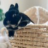 Black & Tan (Black Otter Vienna Marked)- Adult - Major Mochabun - Male - Netherland Dwarf Rabbit