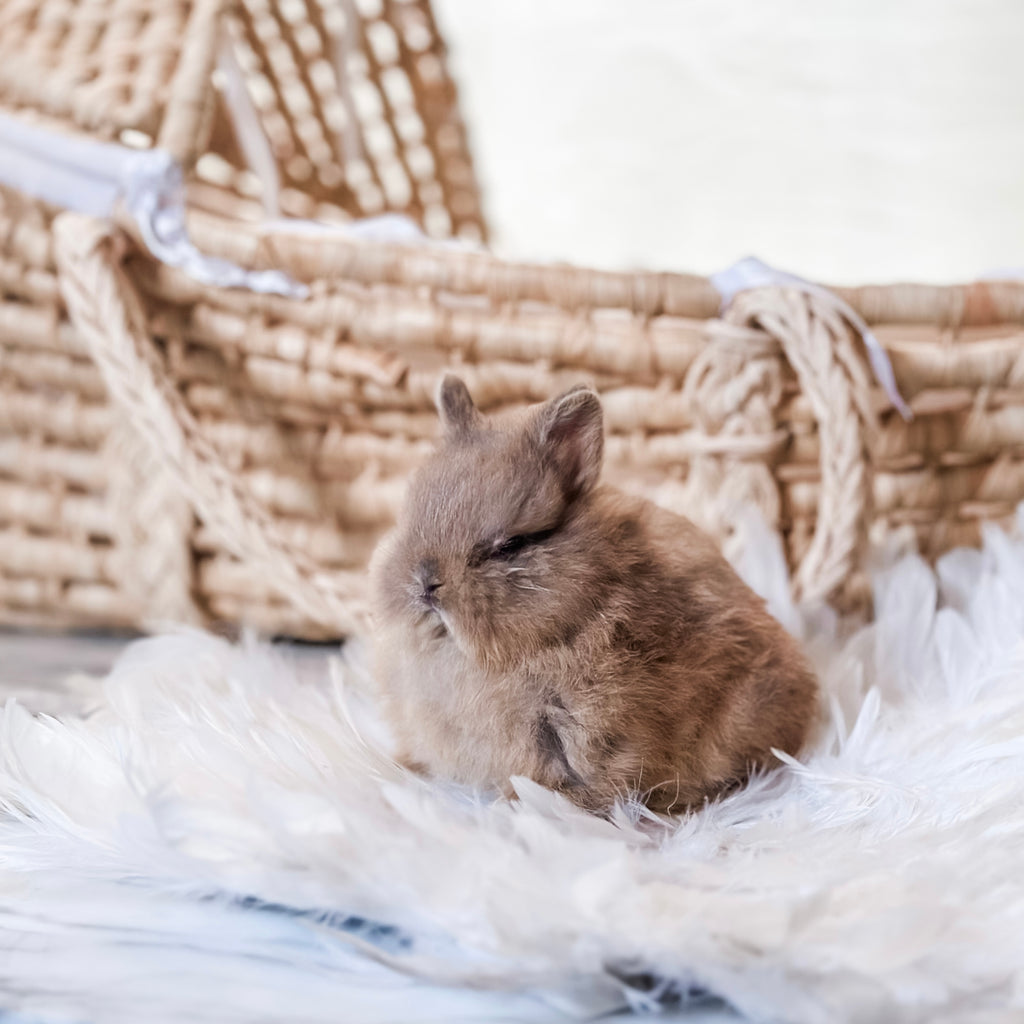 Fawn - SM - 07/08/25 - Sir Snickerdoodle - Male - Netherland Dwarf Rabbit